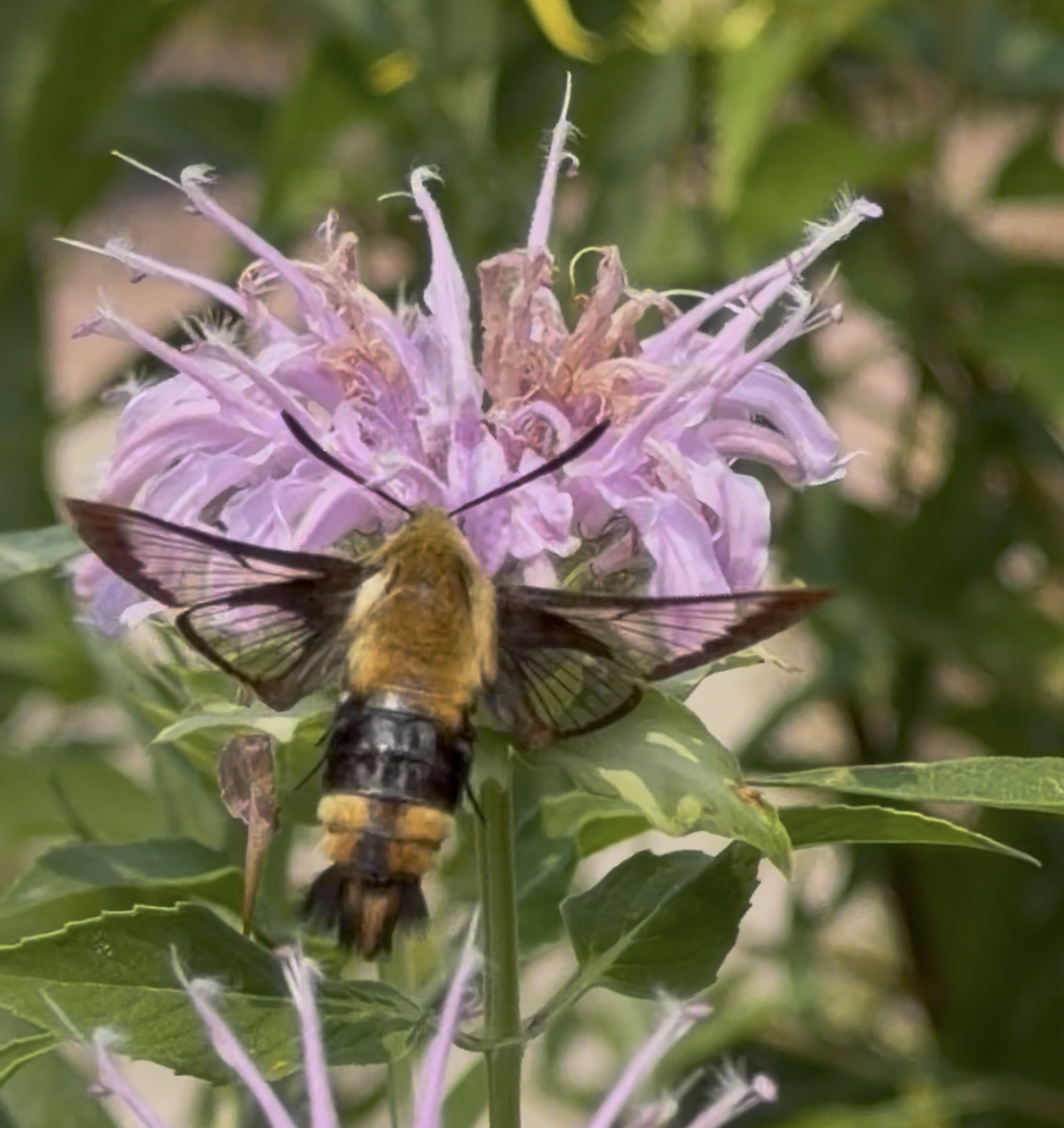 Visiting Insects in our Microprairies